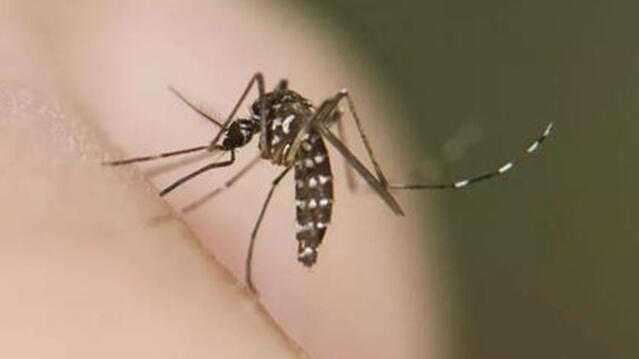  基孔肯雅热病例为何突然激增？科学解析广东当前的防控挑战 健康养生