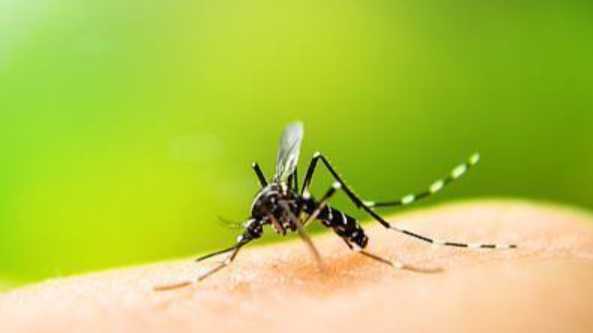  基孔肯雅热病例为何突然激增？科学解析广东当前的防控挑战 健康养生