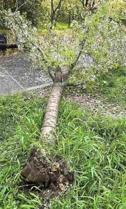  二十年樱花树的力学崩塌：一次攀爬暴露的景区安全困局 新闻