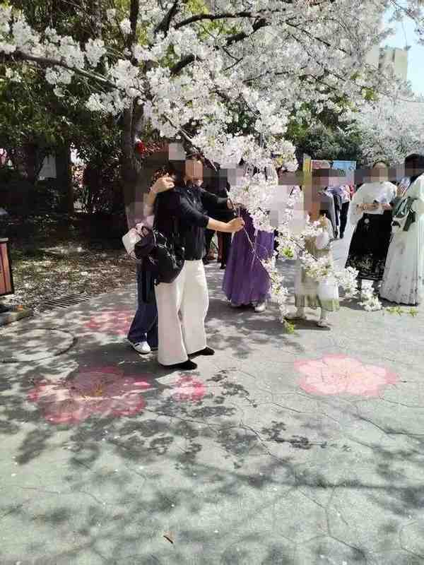  二十年樱花树的力学崩塌：一次攀爬暴露的景区安全困局 新闻