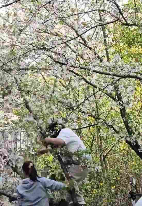  二十年樱花树的力学崩塌：一次攀爬暴露的景区安全困局 新闻